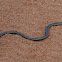 Burton's legless lizard 