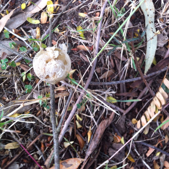 Spotting Image 1