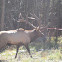 Elk