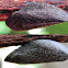 Leafhoppers