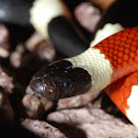 Western Coral Snake