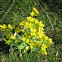 Unknown plant