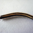 millipede