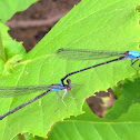 Blue-fronted Dancer damselflies (mating pair, in tandem)