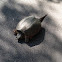 Common snapping turtle