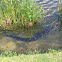 American Alligator