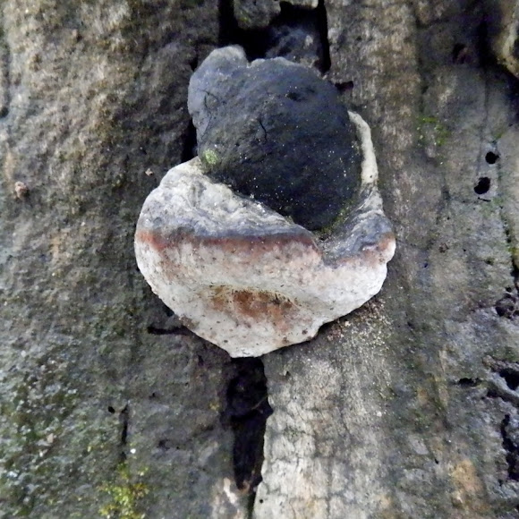 Spotting Image 1