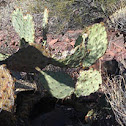 Prickly Pear