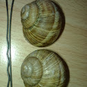 Burgundy Snails