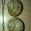 Burgundy Snails