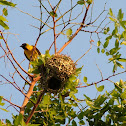 Southern Masked Weaver