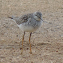 Lesser Yellowlegs
