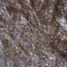 Chocolate Wafer Crust