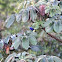 Purple Honeycreeper