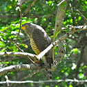 Roadside Hawk