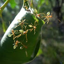 Green Ants (Weaver Ants)