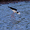 Black-winged Stilt