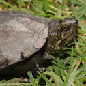 Mississippi mud turtle