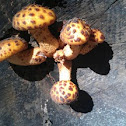 Dubbelgangerbundelzwam (Pholiota limonella)