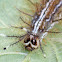 Saturniid Caterpillar