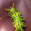 Nettle Caterpillar
