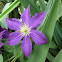 clematis 'Jackmanii'