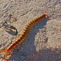 Australian Blue Ringlegged Centipede