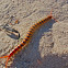 Australian Blue Ringlegged Centipede