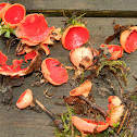 Scarlet Cup