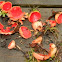 Scarlet Cup