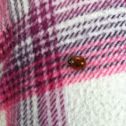 Lady bug