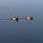 Wood Ducks