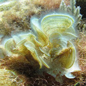 White Scroll Alga