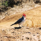 Red-crested cardinal