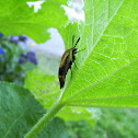Hummingbird moth