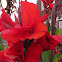 Red Canna