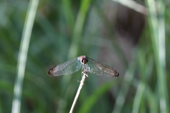 Spotting Image 1
