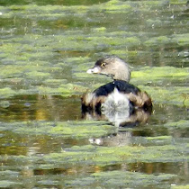 Minnesota Detroit Lakes Wildlife & Plants