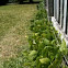 Bush beans