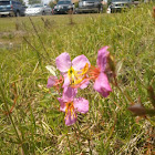 Deer Grass, Meadow Beauty, Rhexia