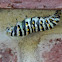Black Swallowtail Chrysalis
