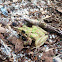 Northern Cricket Frog