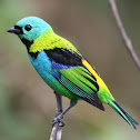 Green-headed Tanager