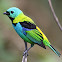 Green-headed Tanager
