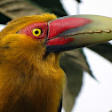 Saffron Toucanet