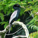 Anhinga