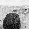 Two Dimensional Landscape