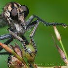 Robber Fly