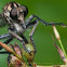 Robber Fly