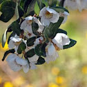 Eucryphia Cordifolia